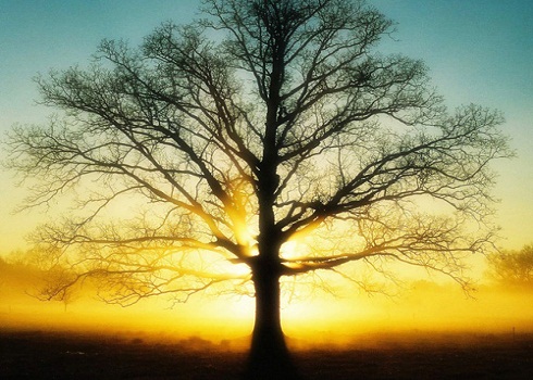 Tưởng tượng mình là một loài hoa và nói lên tâm sự của loài hoa đó