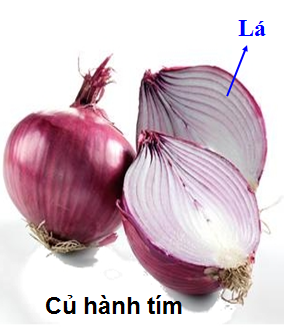 Lý thuyết Sinh học lớp 6 bài 25