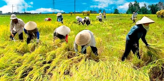 Kể và tả về một người lao động chân tay