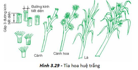 Thực hành - Tỉa hoa trang trí món ăn từ một số loại rau, củ, quả