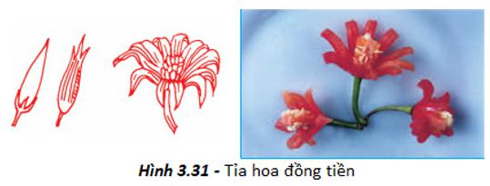 Thực hành - Tỉa hoa trang trí món ăn từ một số loại rau, củ, quả