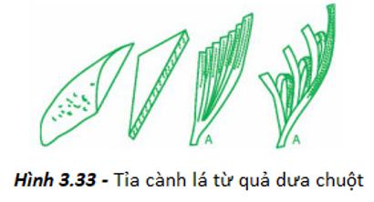 Thực hành - Tỉa hoa trang trí món ăn từ một số loại rau, củ, quả