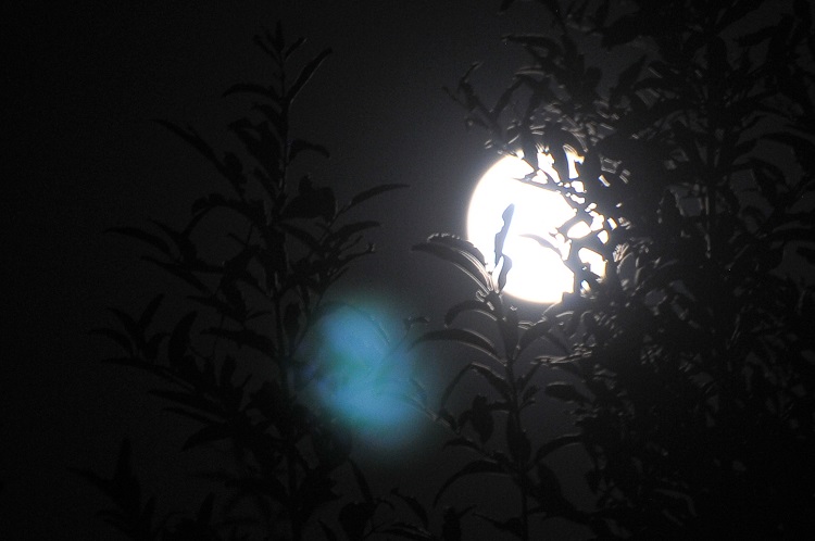 Hãy tưởng tượng mình gặp gỡ và nói chuyện với nhà thơ Nguyễn Duy