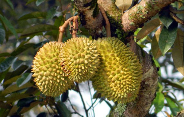 Tả cây sầu riêng