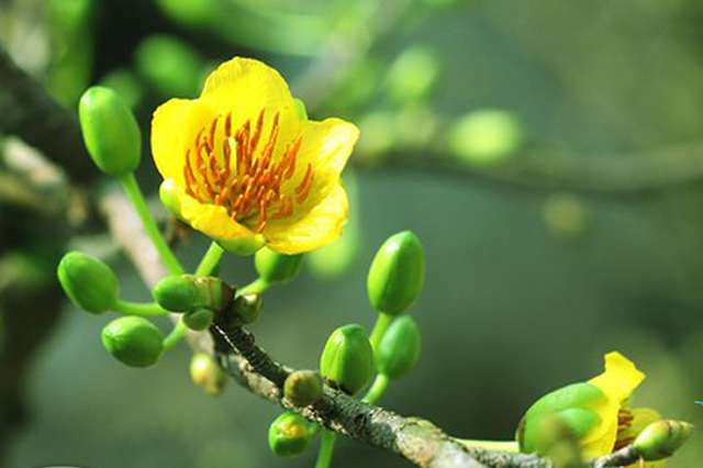 Mẹo hãm hoa mai nở sớm