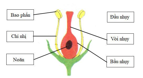 Cơ quan sinh sản của thực vật có hoa