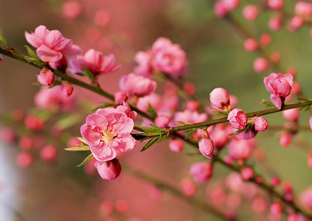 Mẹo hãm hoa đào ngày Tết