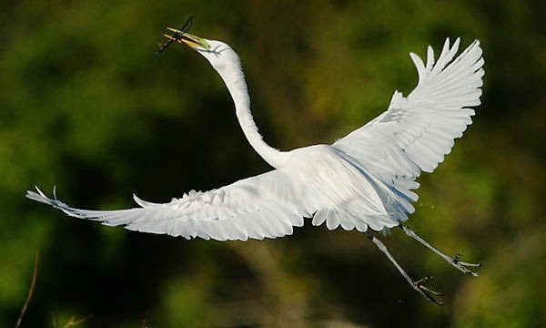 Cảm nhận của em về nghệ thuật nội dung bài Con Cò của Chế Lan Viên