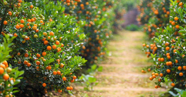 Tả cây quất ngày Tết Ngữ văn 6