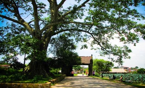 Viết đoạn kết bài mở rộng Tả cây đa cổ thụ