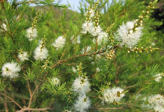 Viết đoạn kết bài mở rộng Tả cây tràm