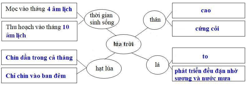 Giải Cùng em học Tiếng Việt lớp 5 tuần 14: Đề 1