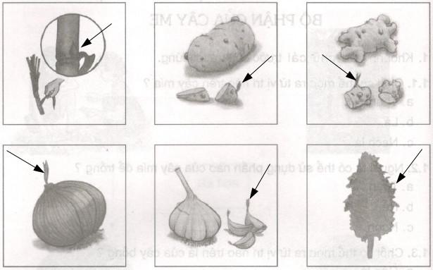 Giải Vở bài tập Khoa học lớp 5 bài 54