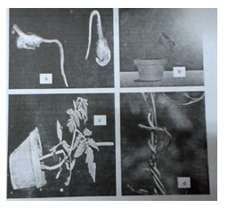 Đề kiểm tra 1 tiết lớp 11 môn Sinh học chương 2 - Đề số 3