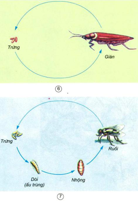 Giải Vở bài tập Khoa học lớp 5 bài 56
