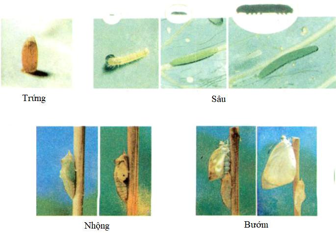 Giải Vở bài tập Khoa học lớp 5 bài 56