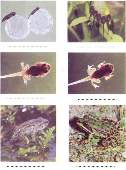 Giải Vở bài tập Khoa học lớp 5 bài 57