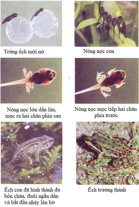 Giải Vở bài tập Khoa học lớp 5 bài 57