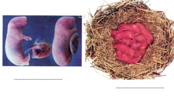 Giải Vở bài tập Khoa học lớp 5 bài 59