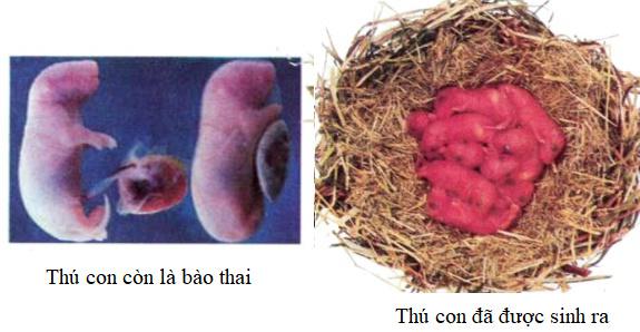 Giải Vở bài tập Khoa học lớp 5 bài 59