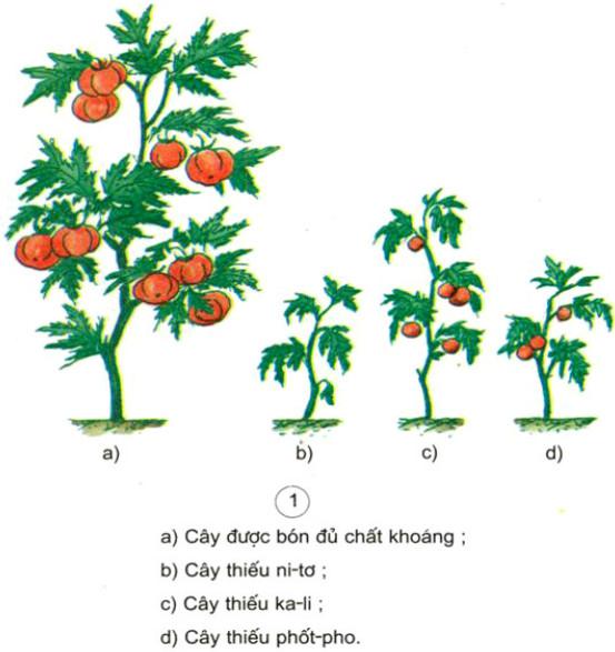 Giải Vở bài tập Khoa học lớp 4 bài 59