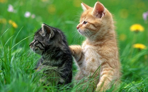 Dựa vào bài ca dao Con mèo mà trèo cây cau em hãy dựng thành một câu chuyện