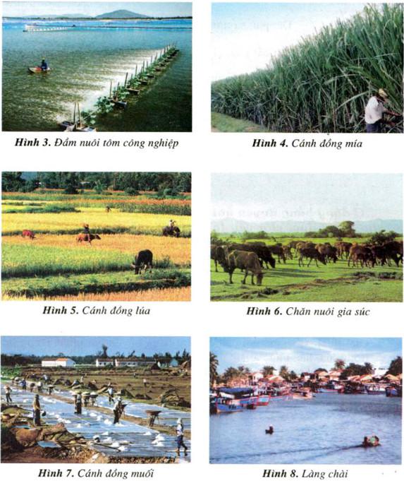 Giải Vở bài tập Địa lí lớp 4 bài 25