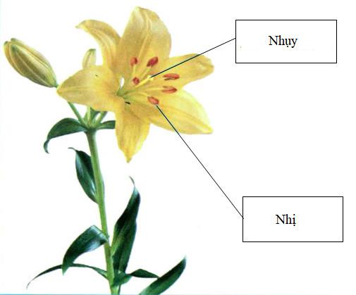 Giải Vở bài tập Khoa học lớp 5 bài 6