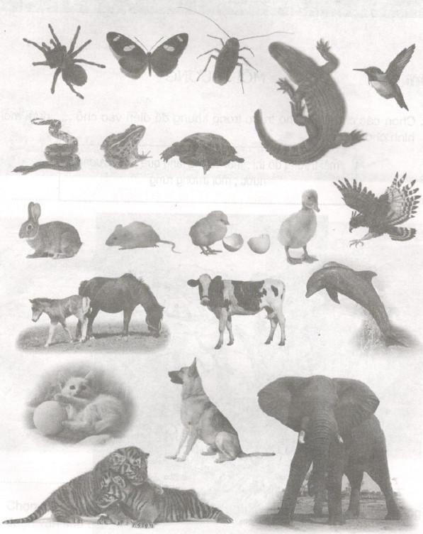 Giải Vở bài tập Khoa học lớp 5 bài 6