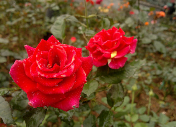 Tả cây hoa hồng lớp 4, 5 đạt điểm cao - Top các bài văn mẫu Tả loài hoa mà em yêu thích