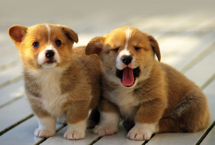 Quan sát và miêu tả các hoạt động thường xuyên của con chó