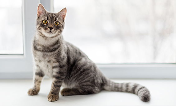 Quan sát và miêu tả ngoại hình của con mèo 