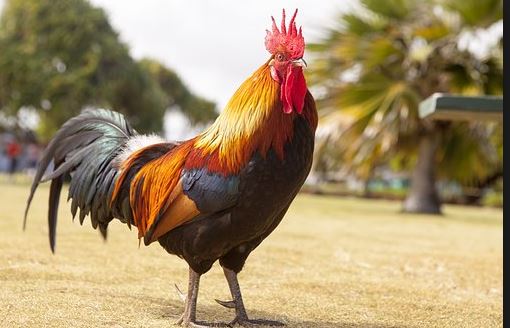 Văn mẫu lớp 3: Tả con gà trống nhà em