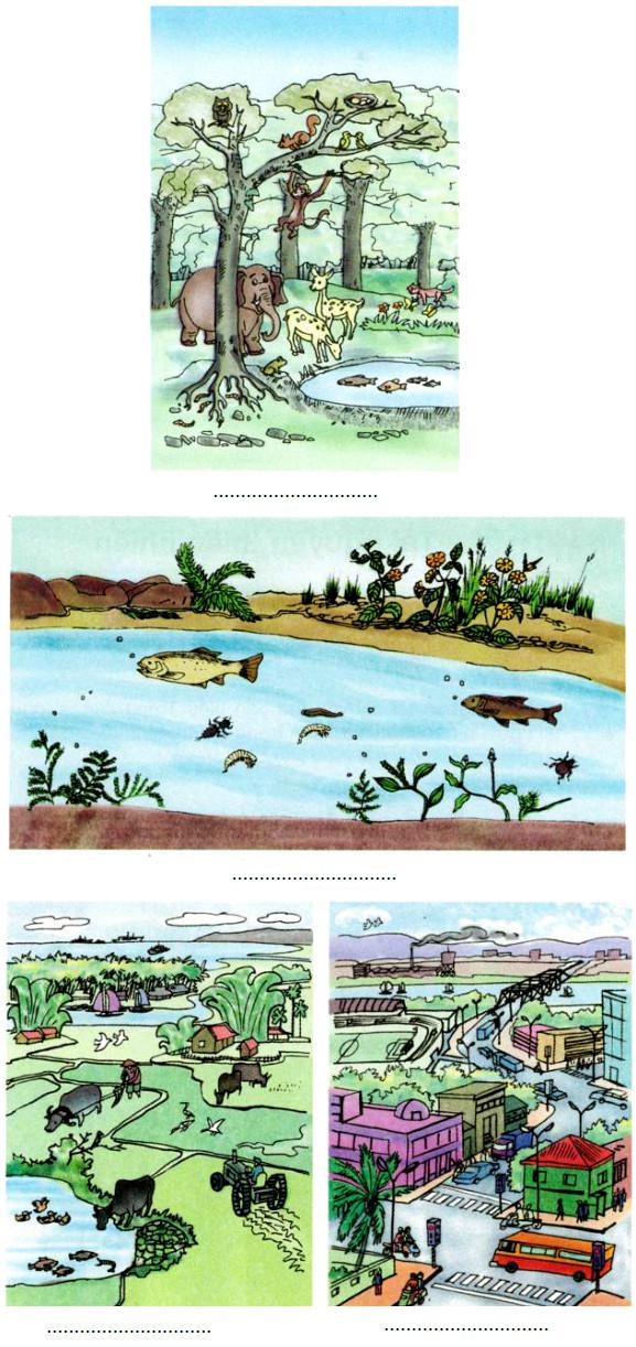 Giải Vở bài tập Khoa học lớp 5 bài 62