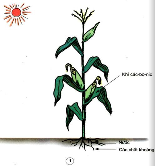 iải Vở bài tập Khoa học lớp 4 bài 65