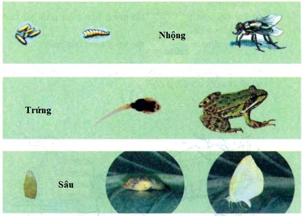 Giải Vở bài tập Khoa học lớp 5 bài 70