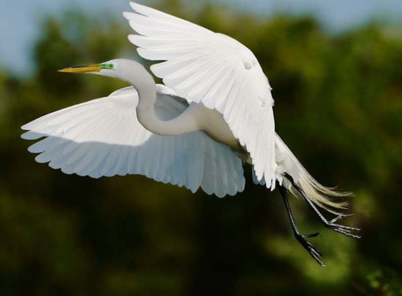 Phân tích bài ca dao con cò