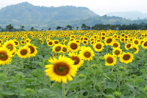 Đồi hoa hướng dương