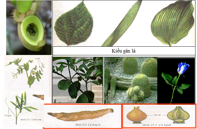 Lý thuyết Sinh học lớp 6 bài 41