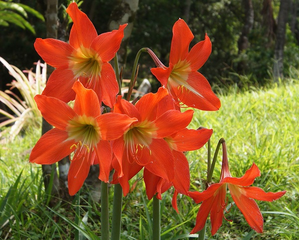 Lý thuyết Sinh học lớp 6 bài 48