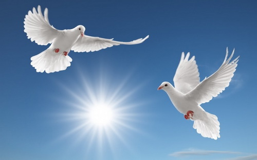 Tả hoạt động của chim bồ câu