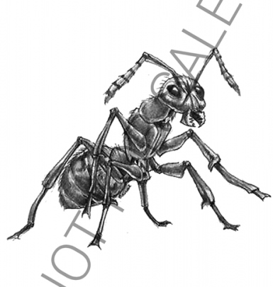 Ảnh con vật animal 4d, cách dùng animal 4d, ảnh con vật 4d