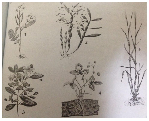 Đề kiểm tra 1 tiết học kì 2 môn Sinh học lớp 6 - Đề 1