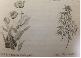 Đề kiểm tra 1 tiết học kì 2 môn Sinh học lớp 6 - Đề 5
