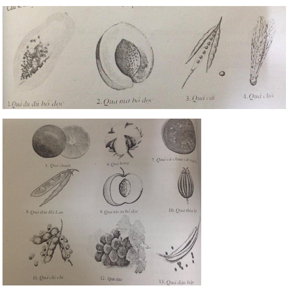Đề kiểm tra 45 phút học kì 2 môn Sinh học lớp 6 - Đề số 4