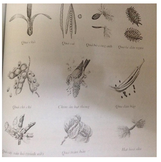 Đề kiểm tra 45 phút học kì 2 môn Sinh học lớp 6 - Đề số 6