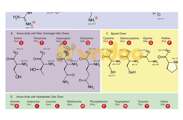 Amino axit là gì? - Đầy đủ kiến thức từ A-Z để ôn thi THPT QG 2020