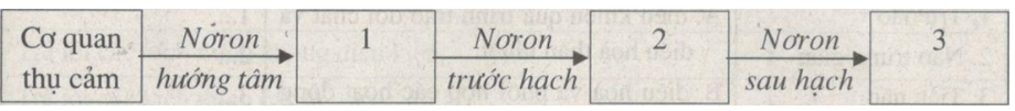 Giải Sách bài tập Sinh học lớp 8 trang 105, 106, 107, 108, 109, 110, 111