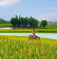Những bài thơ hay về cây lúa Việt Nam