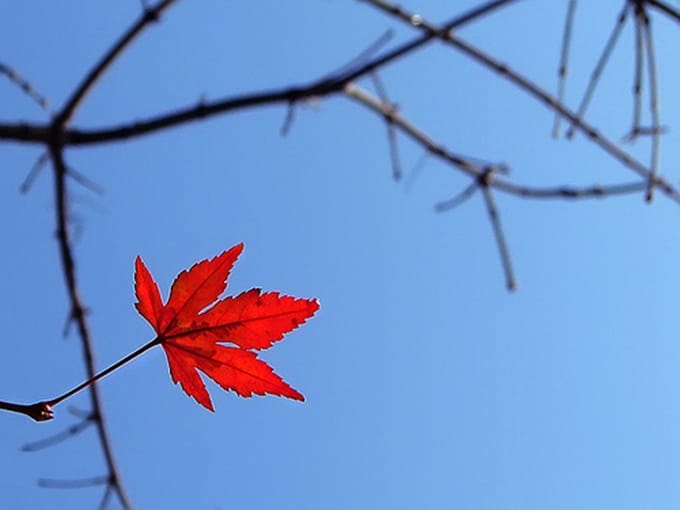 Chiếc lá cuối cùng